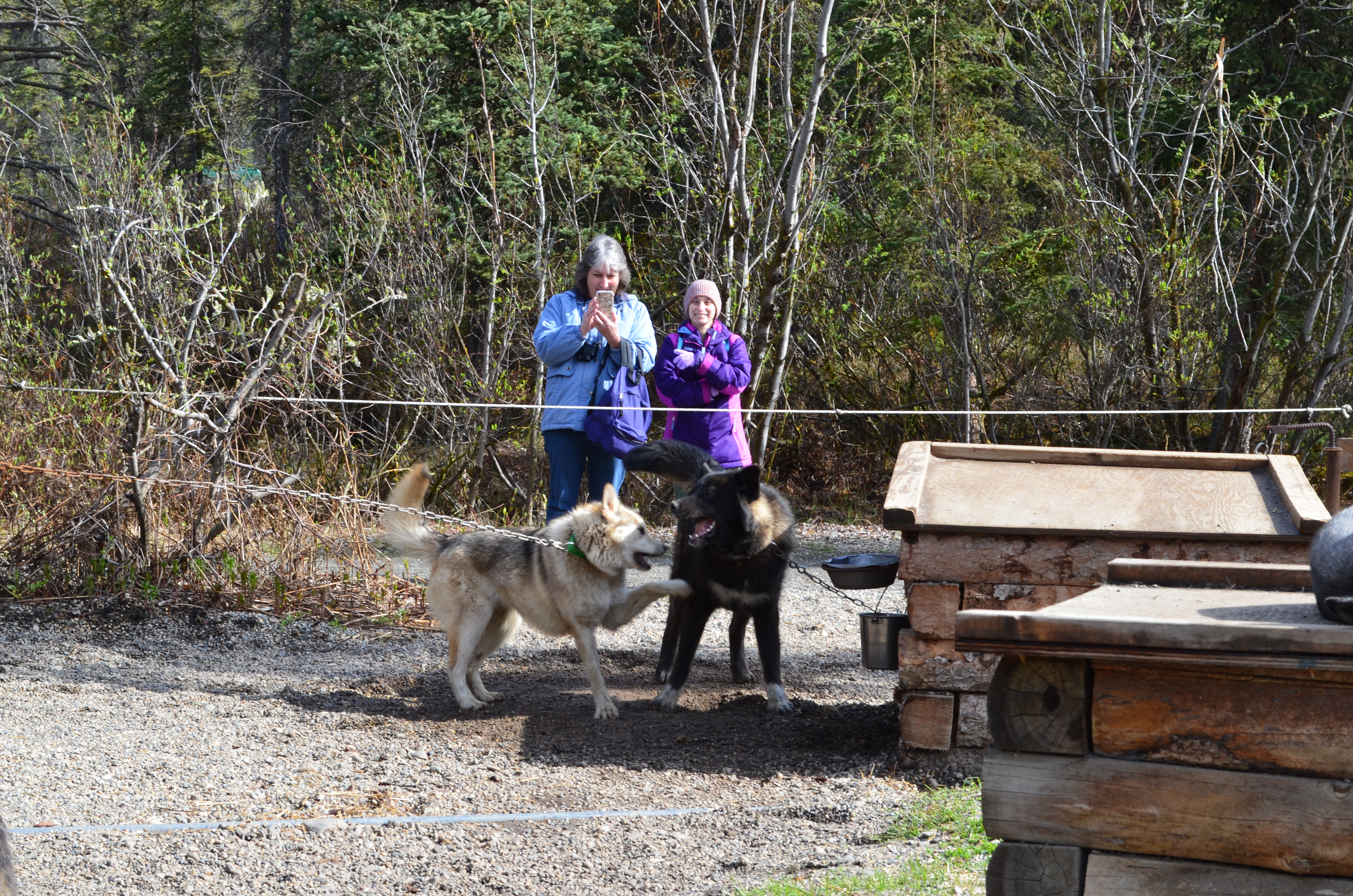 ./2017/08 - Alaska Cruise/03 - Denali/DSC_0295.JPG